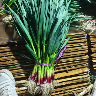 大量供应红根蒜苗品质好价格不高