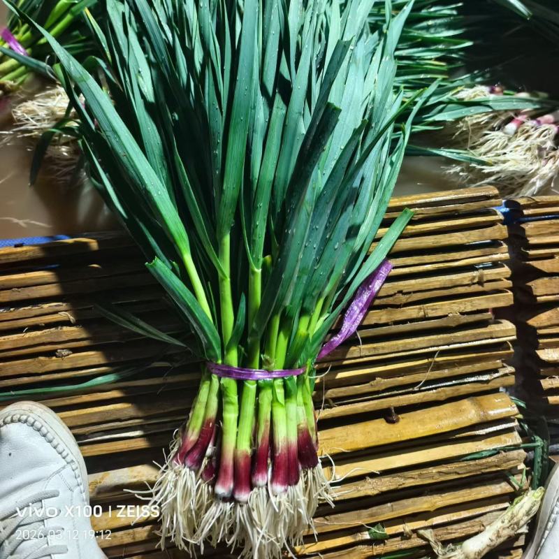 大量供应红根蒜苗品质好价格不高