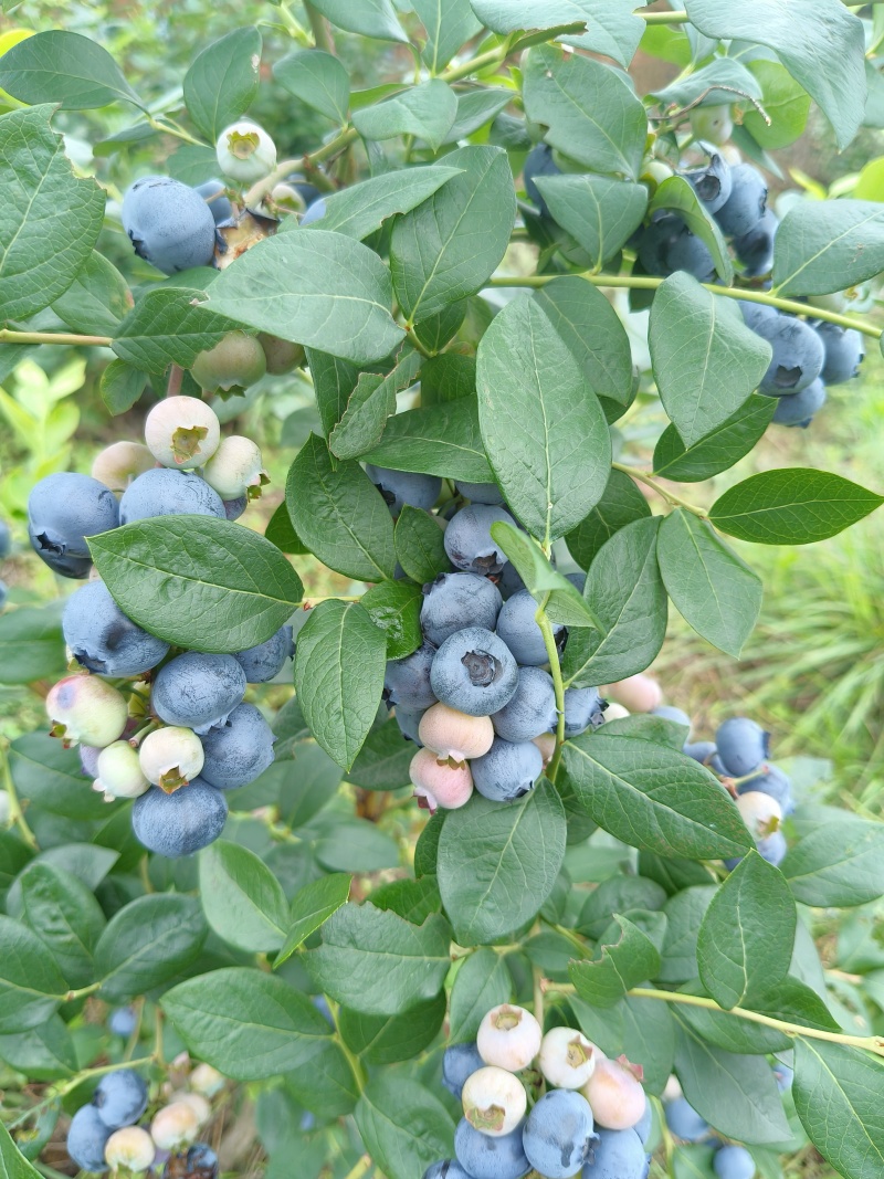 蓝莓苗，批发，对接南方客户，欢迎联系，量大优惠