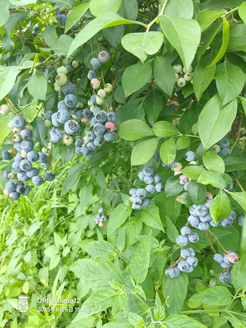 蓝莓苗，批发，对接南方客户，欢迎联系，量大优惠