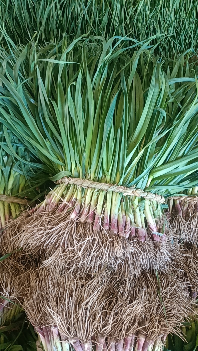 红根大蒜苗