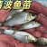 【推荐】精品清波鱼苗货源充足量大从优质量保证成活率高