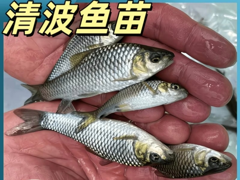 【推荐】精品清波鱼苗货源充足量大从优质量保证成活率高