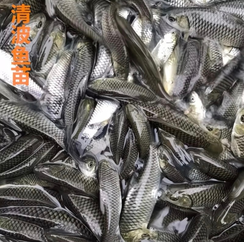 【推荐】精品清波鱼苗货源充足量大从优质量保证成活率高