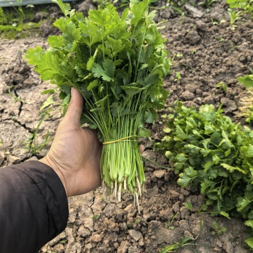 香菜，油麦菜
