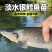 【银鳕鱼苗】货源充足量大从优质量保证成活率高欢迎咨询
