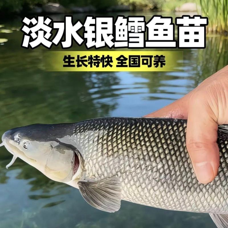【银鳕鱼苗】货源充足量大从优质量保证成活率高欢迎咨询