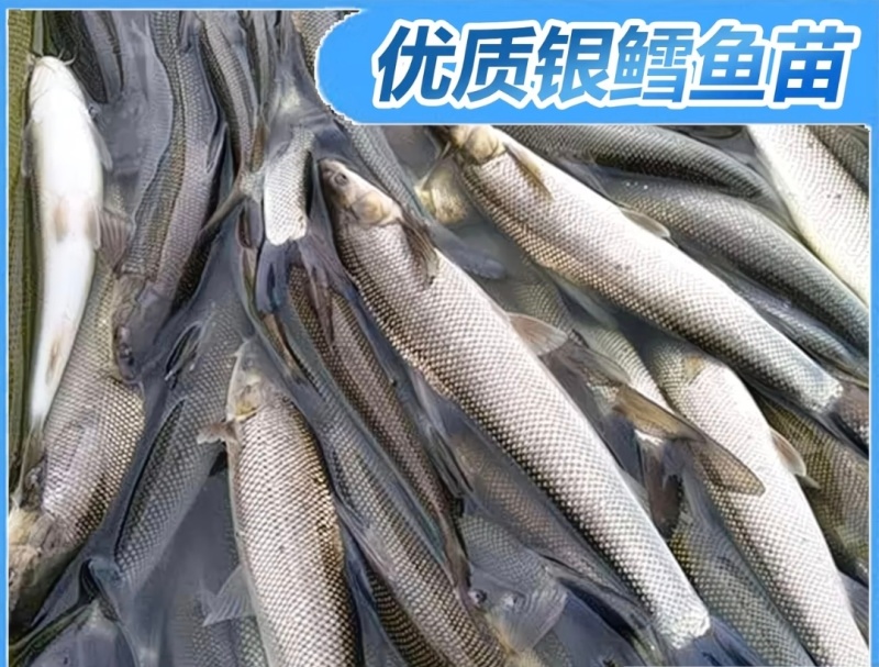 【银鳕鱼苗】货源充足量大从优质量保证成活率高欢迎咨询