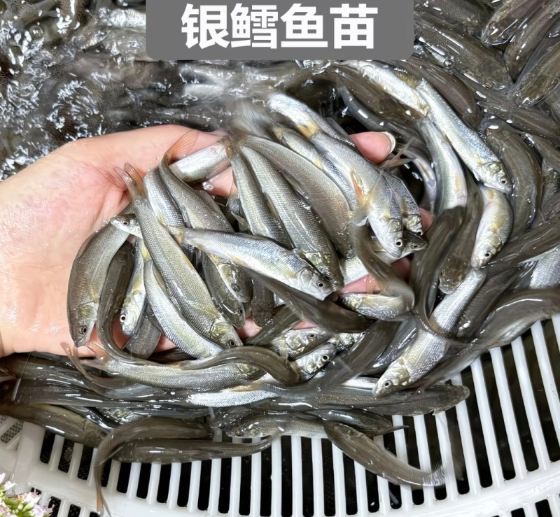 【银鳕鱼苗】货源充足量大从优质量保证成活率高欢迎咨询