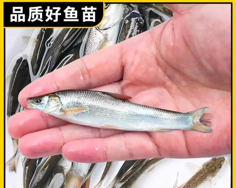 【银鳕鱼苗】货源充足量大从优质量保证成活率高欢迎咨询