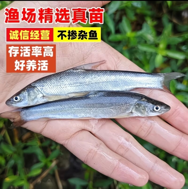 【银鳕鱼苗】货源充足量大从优质量保证成活率高欢迎咨询