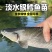 【银鳕鱼苗】货源充足量大从优质量保证成活率高欢迎咨询