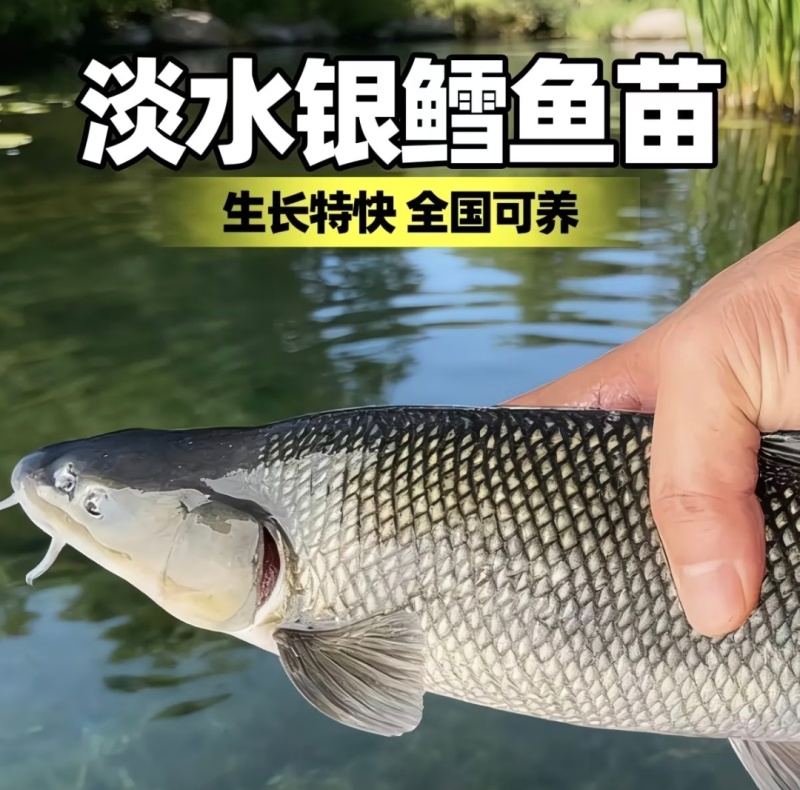 【银鳕鱼苗】货源充足量大从优质量保证成活率高欢迎咨询