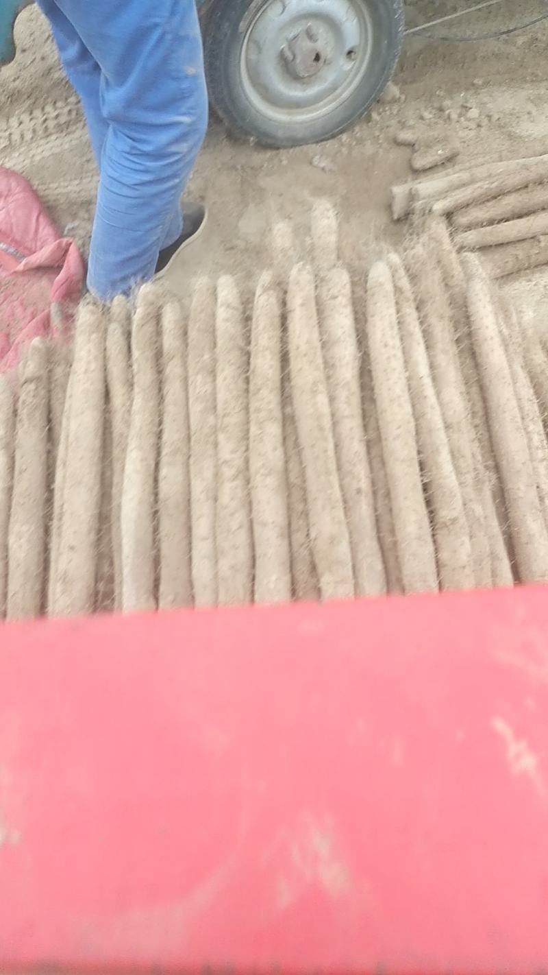 白玉山药