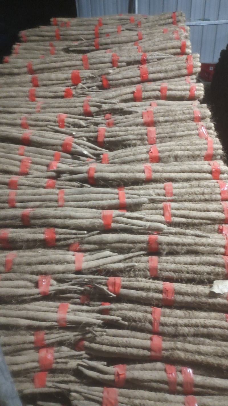 白玉山药