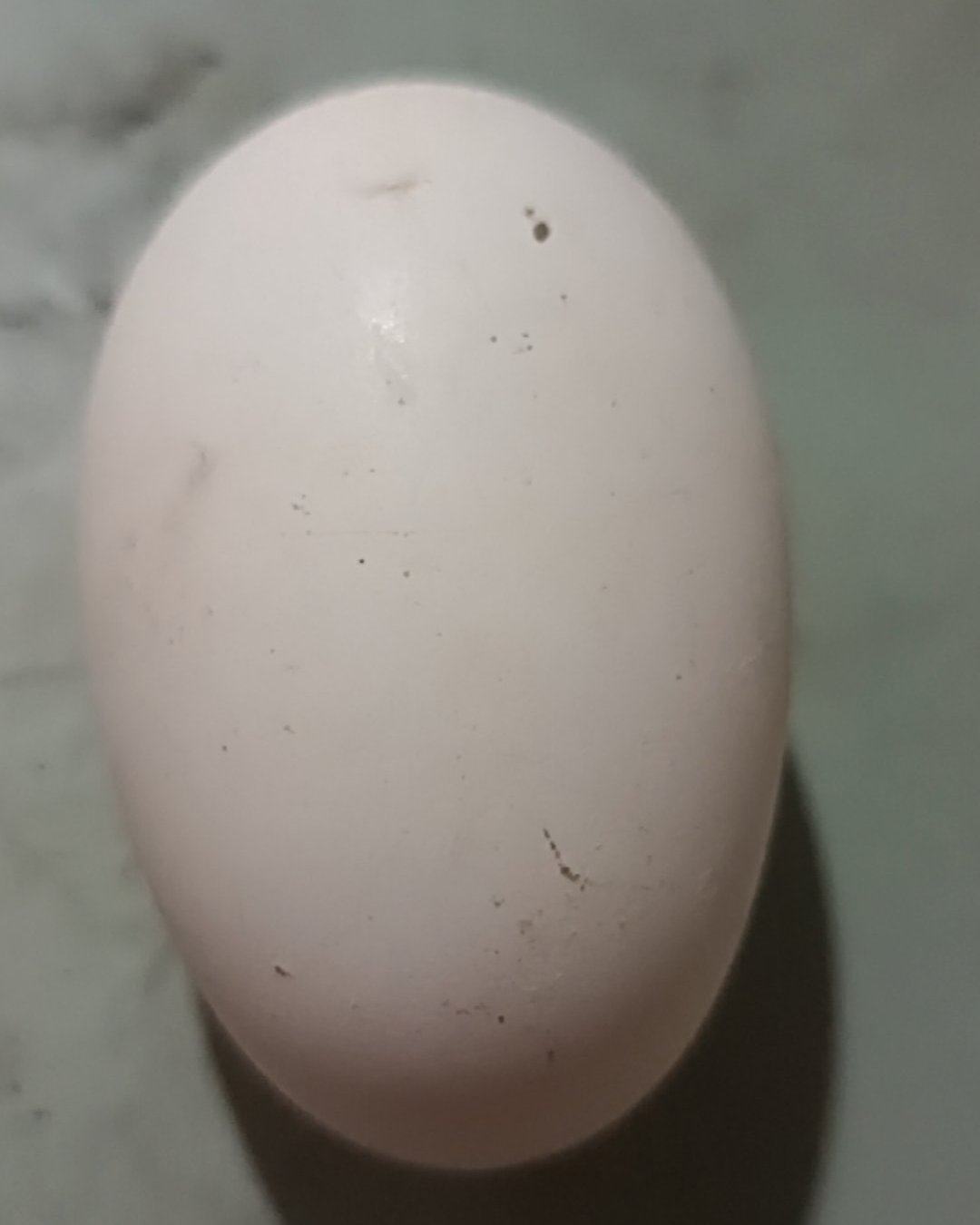 正宗家养的鹅蛋