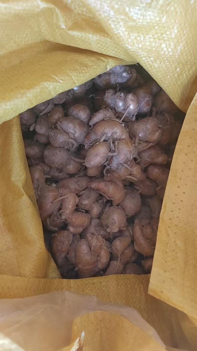 产地沙姜，一手货源，保质保量，诚信经营，欢迎来电