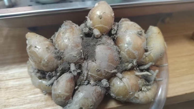 产地沙姜，一手货源，保质保量，诚信经营，欢迎来电