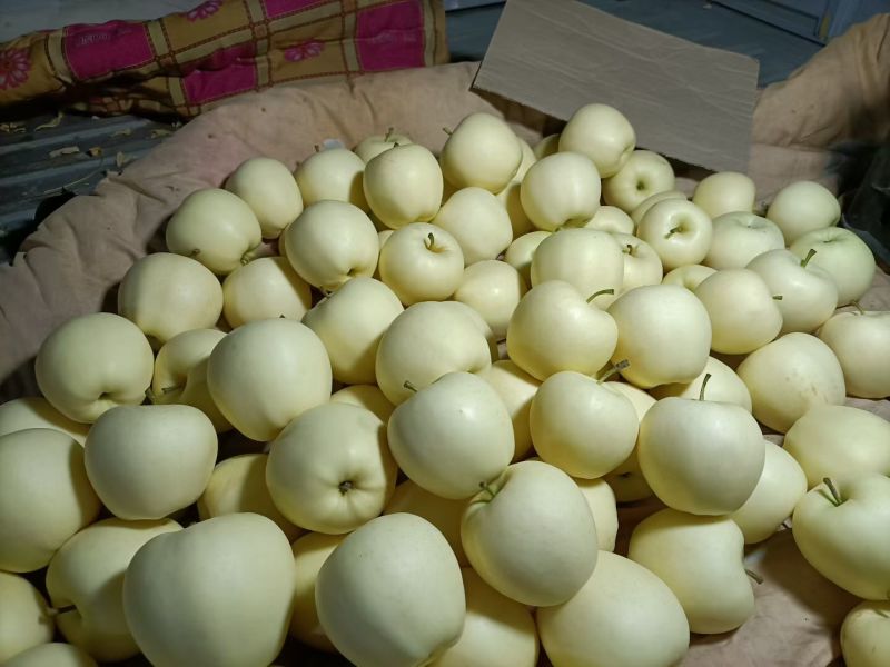 黄元帅大量现货需要的联系