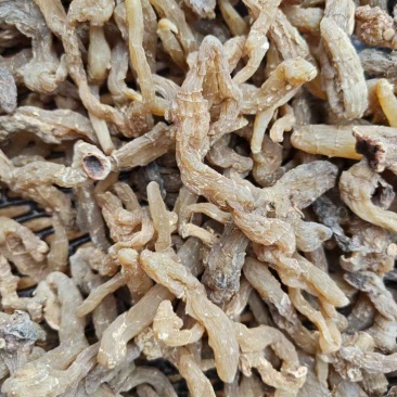 黄精鸡头野生高含量产地直销