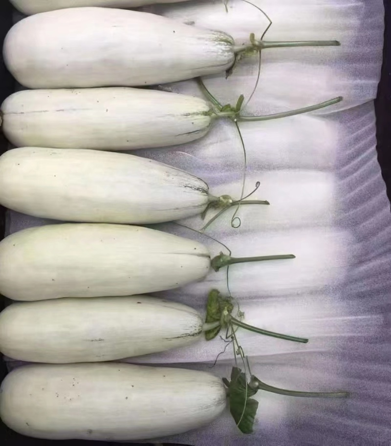 甜瓜批发