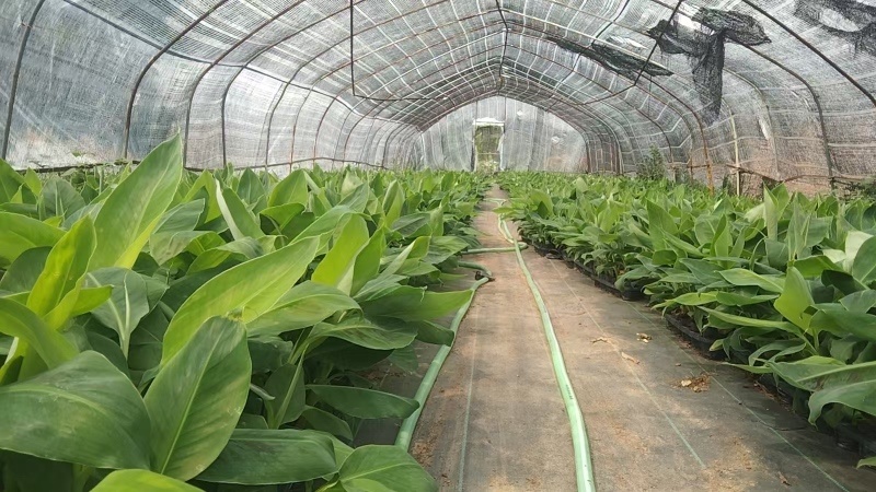 桂蕉一号、小米蕉、红香蕉苗，杯苗成活率高，好管理