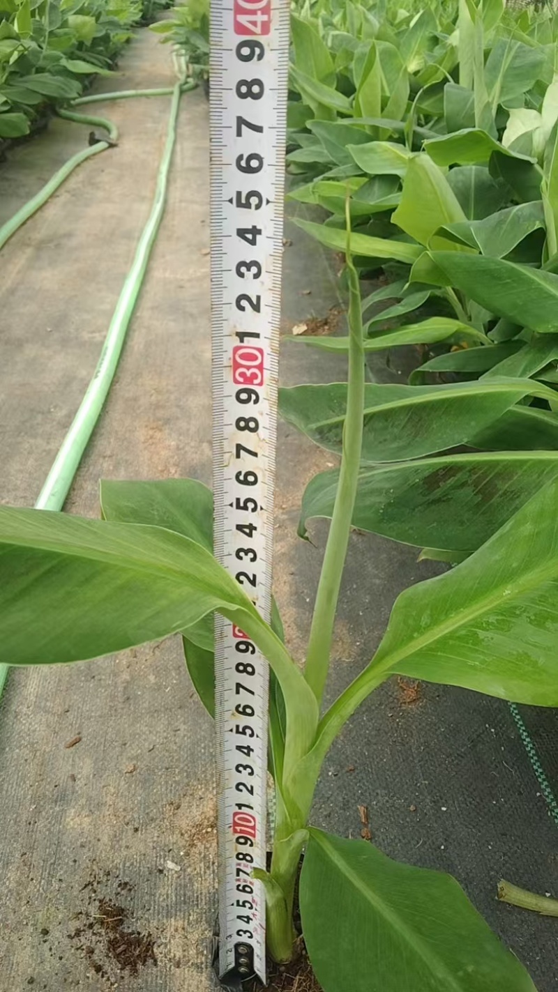 桂蕉一号、小米蕉、红香蕉苗，杯苗成活率高，好管理