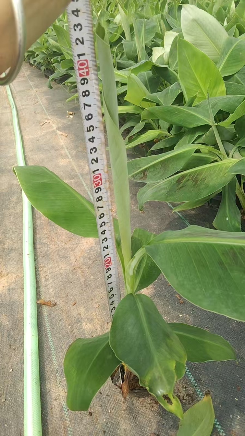 桂蕉一号、小米蕉、红香蕉苗，杯苗成活率高，好管理