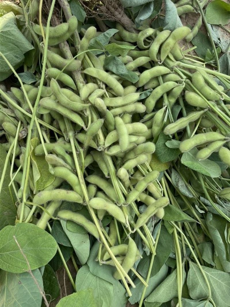 天隆一号毛豆种子特绿青豆籽高产大粒黄豆大豆种籽菜豆