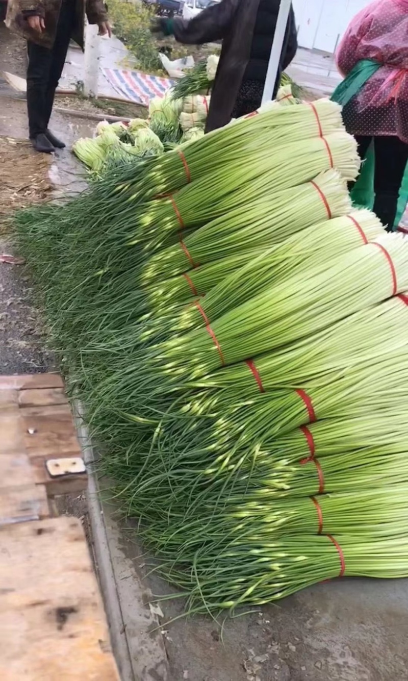 江苏丰县白帽蒜薹大量上市上货量快可挑拣收货实力代办