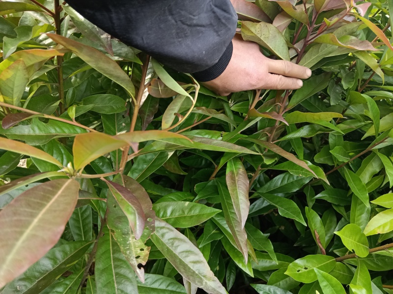 木荷