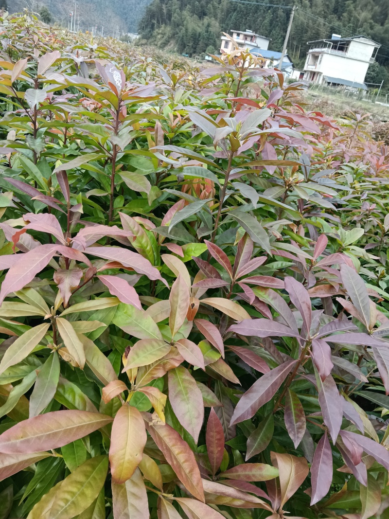 木荷