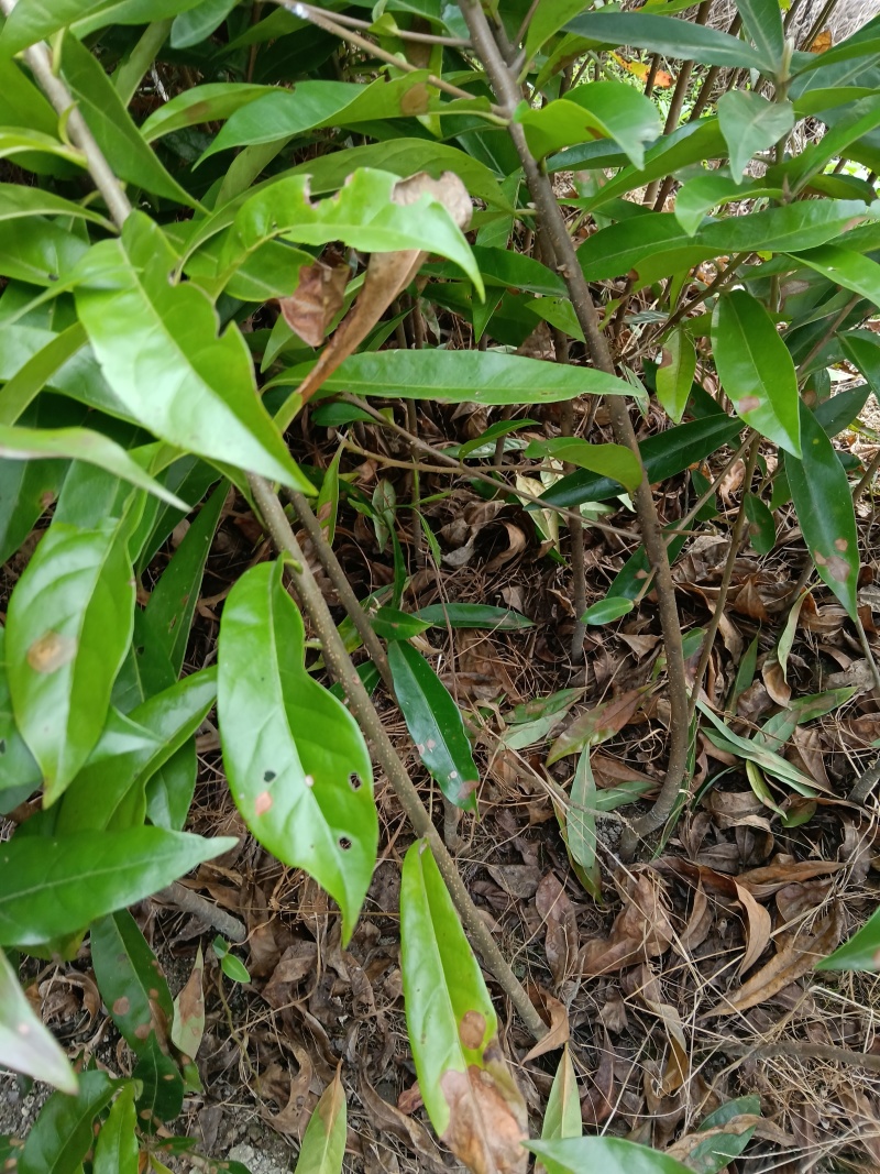 木荷