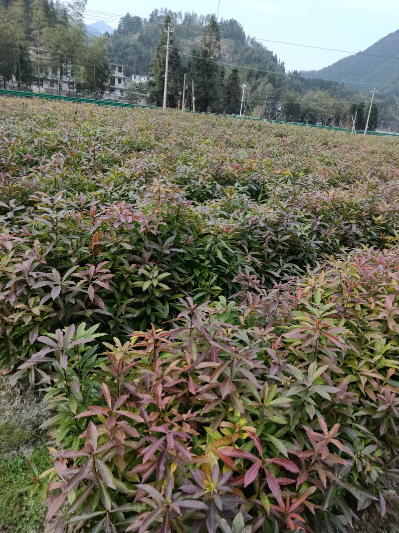 木荷