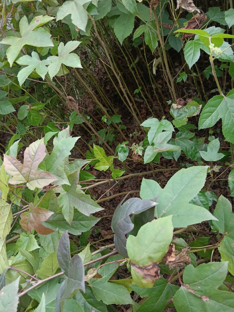 枫树苗