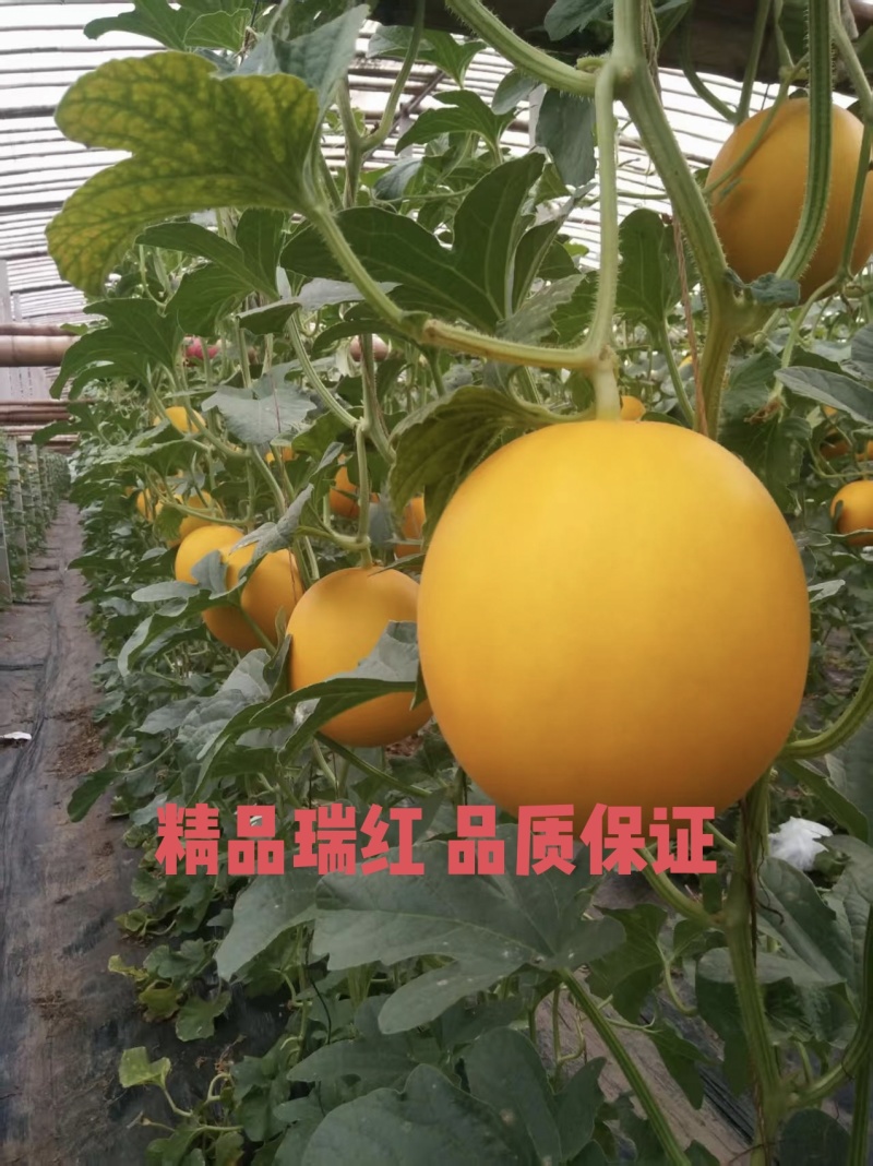久红瑞甜瓜精品电商规格全一手货源质量保证欢迎合作