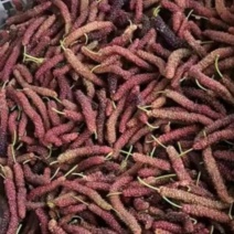 长桑葚果