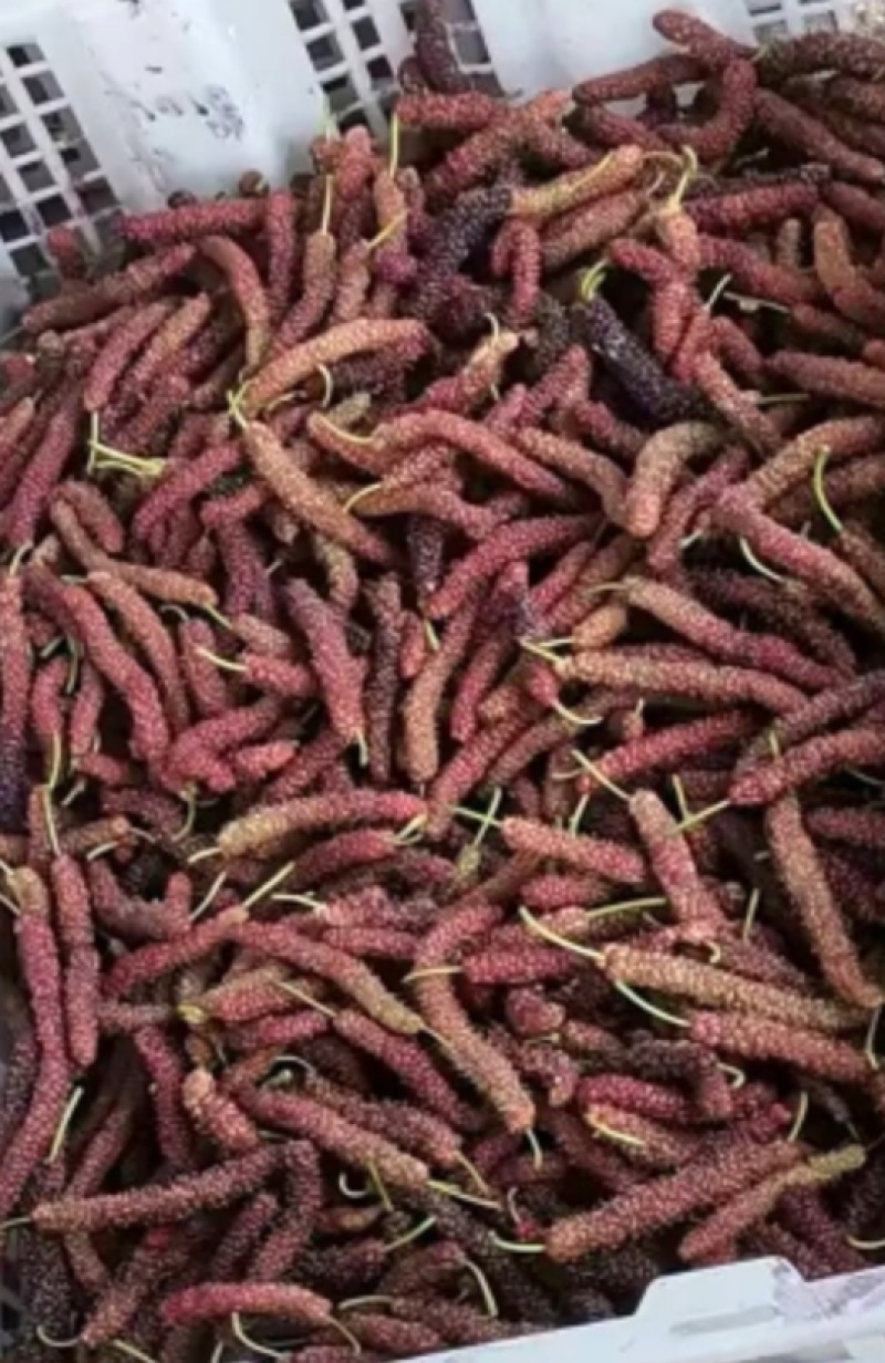长桑葚果