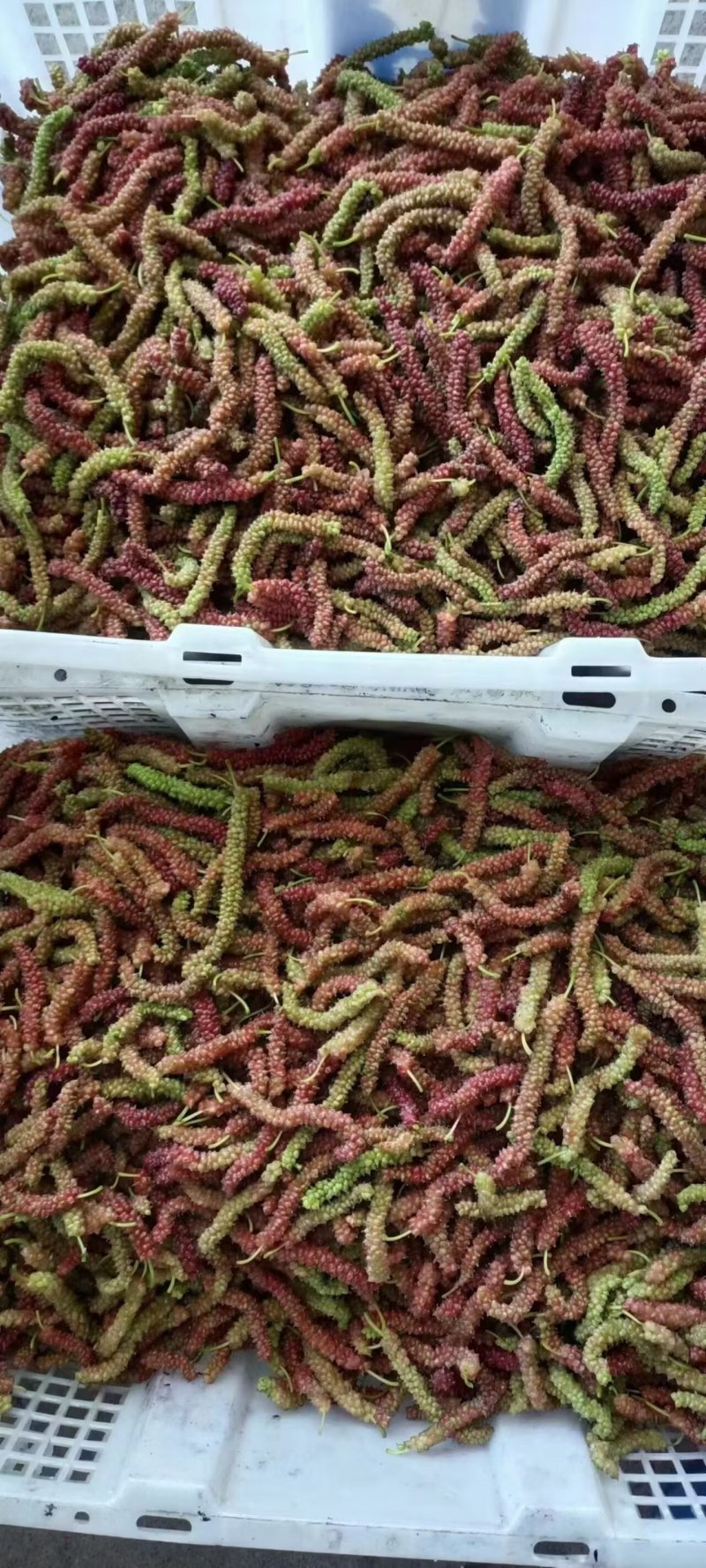长桑葚果