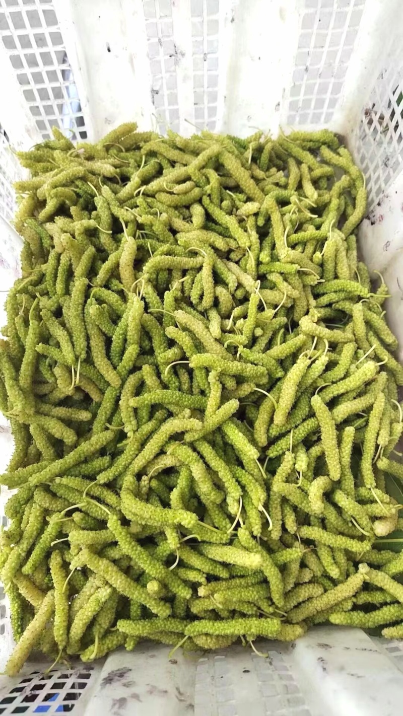 长桑葚果