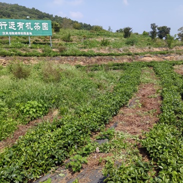 山东生态绿茶