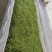 山东生态绿茶