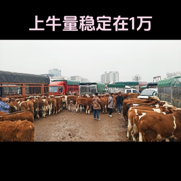 贵州小海牛市300~800斤西门塔尔小公牛，小母牛、宰牛