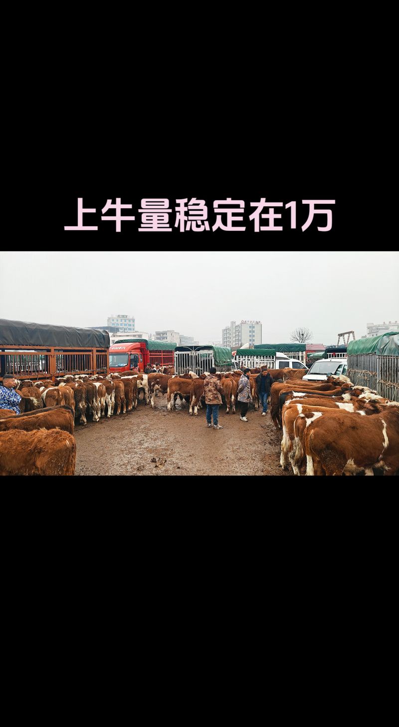 贵州小海牛市300~800斤西门塔尔小公牛，小母牛、宰牛