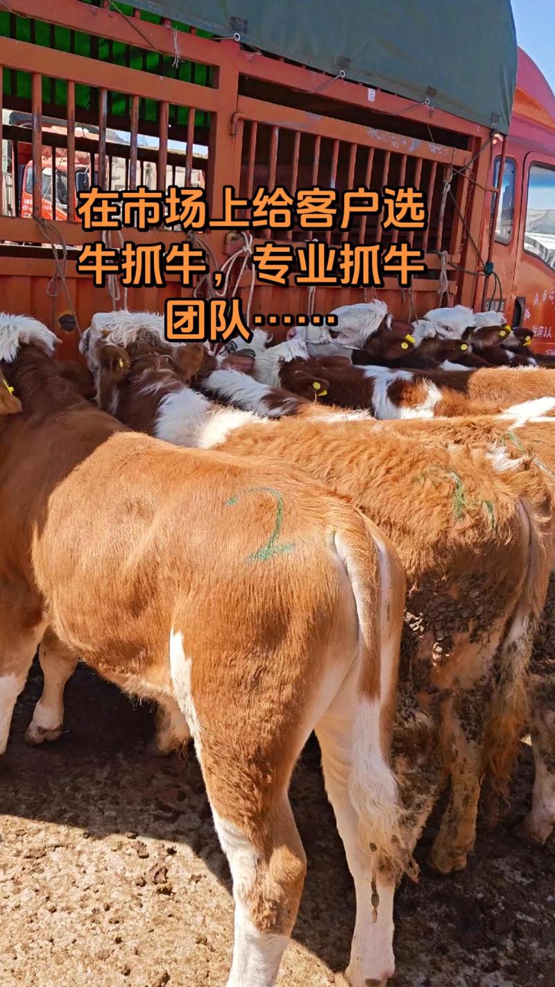 贵州小海牛市300~800斤西门塔尔小公牛，小母牛、宰牛