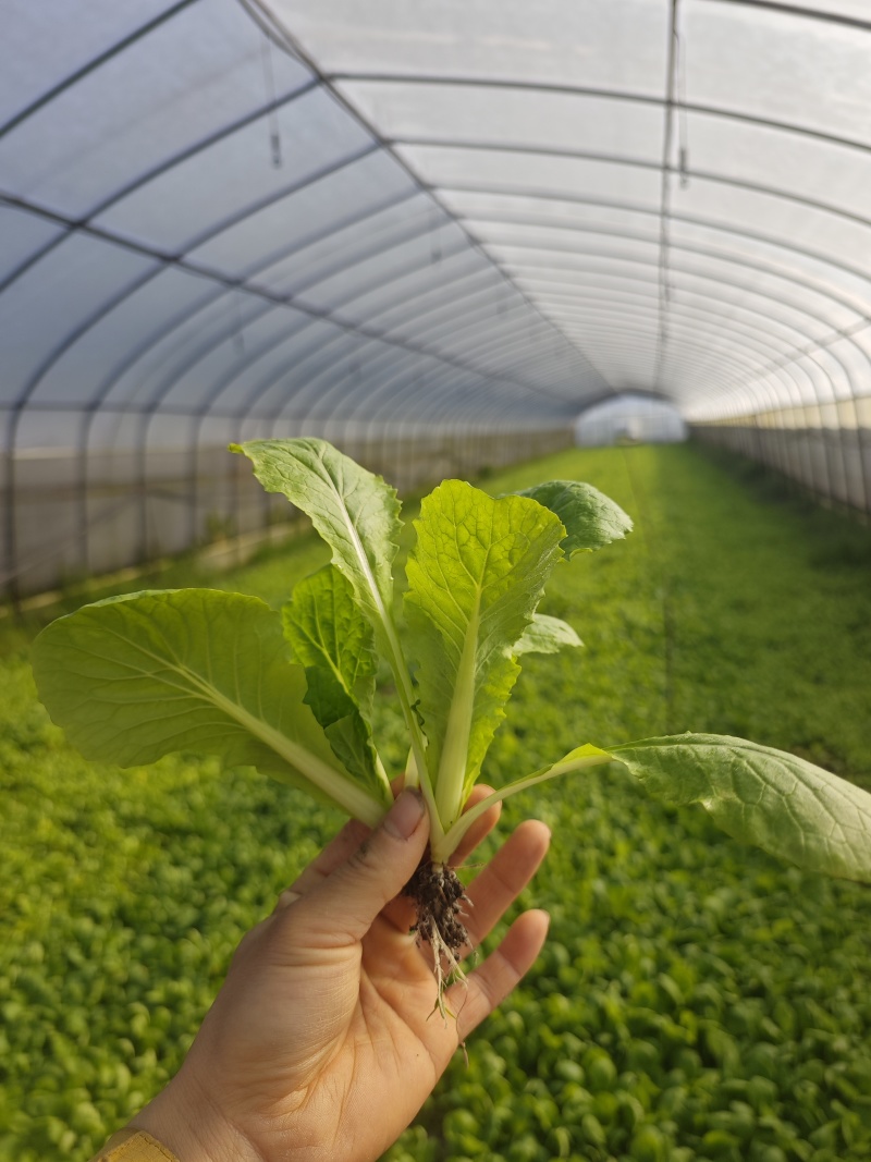福泉市牛场镇小白菜
