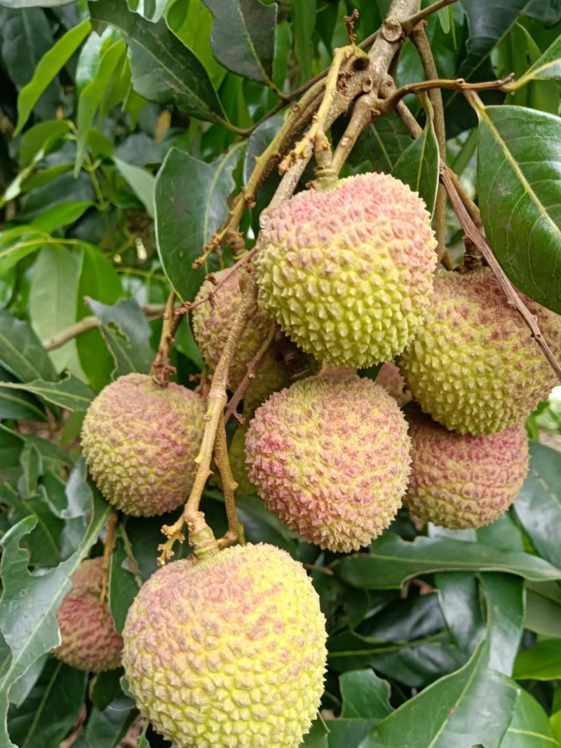 妃子笑荔枝