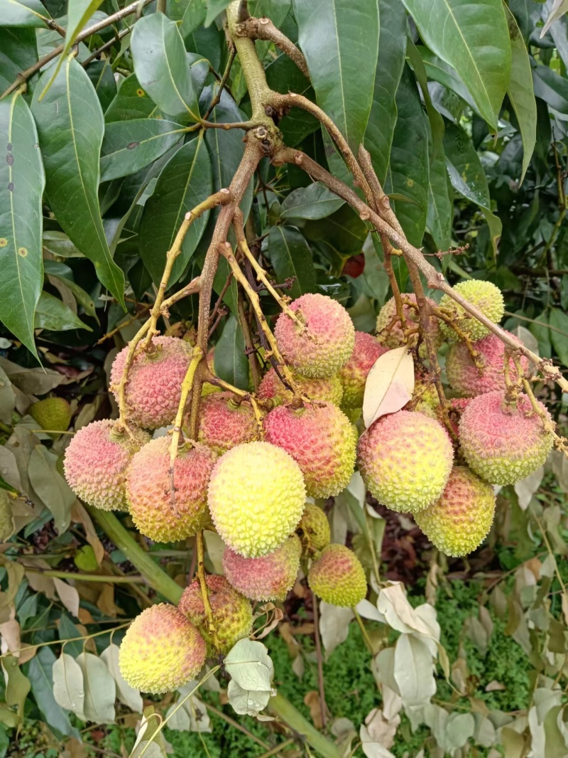 妃子笑荔枝