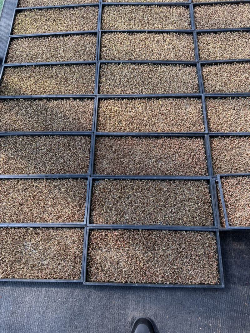 温州地区大量精品芽苗菜可以按要求种植定做规格