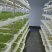 温州地区大量精品芽苗菜可以按要求种植定做规格